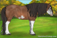 Horse Color:Bay Splash Frame 