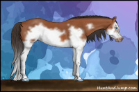 Horse Color:Bay Splash Frame