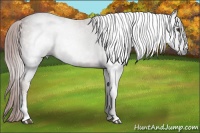 Horse Color:Gray Chestnut Sabino 