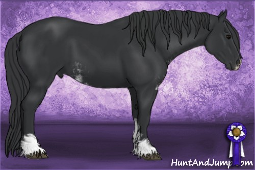 Horse Color: Black Sabino 