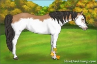 Horse Color:Bay Splash Frame 