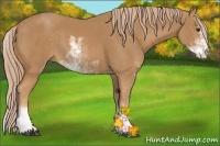Horse Color:Chestnut Sabino 