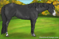 Horse Color:Black Sabino 