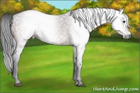 Horse Color:Gray Bay 