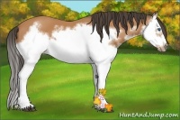 Horse Color:Bay Splash Frame 