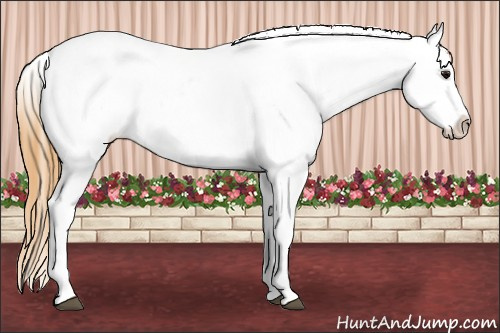 Horse Color: Unknown 