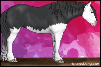 Horse Color:Black Splash 