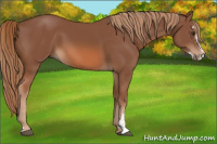Horse Color:Liver Chestnut Sabino 