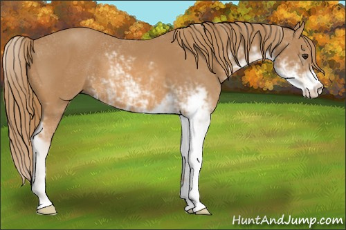 Horse Color: Chestnut Sabino 