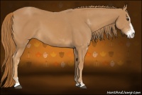 Horse Color:Chestnut Sabino 