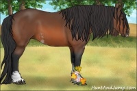 Horse Color:Bay Sabino