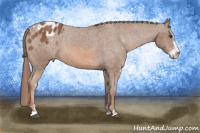 Horse Color:Chestnut Sabino Blanket 
