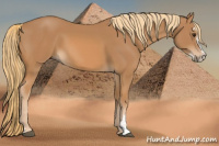 Horse Color:Chestnut Sabino 