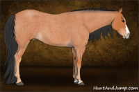 Horse Color:Bay Roan Splash
