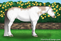 Horse Color:Bay Dun Splash Frame