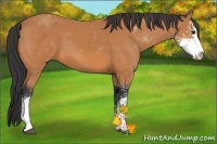 Horse Color:Bay Sabino 