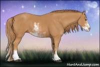 Horse Color:Chestnut Sabino