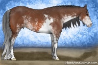 Horse Color:Bay Sabino 