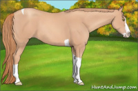 Horse Color:Gold Champagne Splash Tobiano