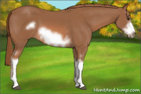 Horse Color:White Spotted Liver Chestnut Frame 