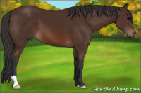 Horse Color:Brown 