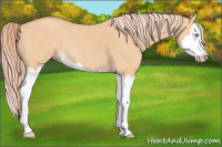 Horse Color:Gray Cremello Roan Dun Splash Rabicano 