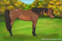 Horse Color:Bay Sabino 