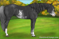 Horse Color:Black Sabino 