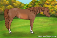 Horse Color:Chestnut Sabino