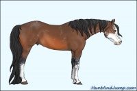 Horse Color:Bay Sabino 