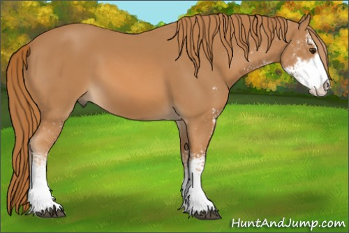 Horse Color:Chestnut Sabino 