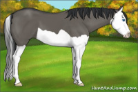 Horse Color:Grullo Splash 