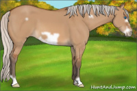 Horse Color:Silver Bay Dun Frame