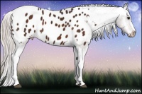 Horse Color:Silver Bay Appaloosa 