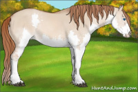 Horse Color:Red Dun Splash 
