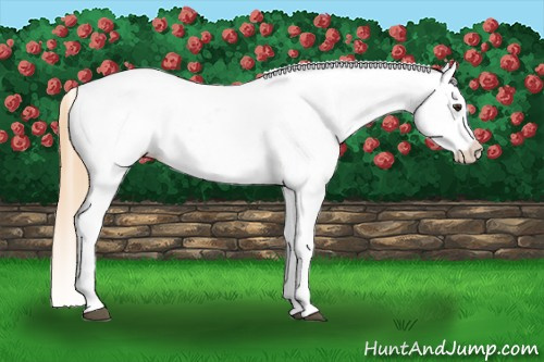 Horse Color: Chestnut Splash Tobiano Blanket 