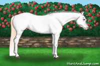 Horse Color:Chestnut Splash Tobiano Appaloosa 