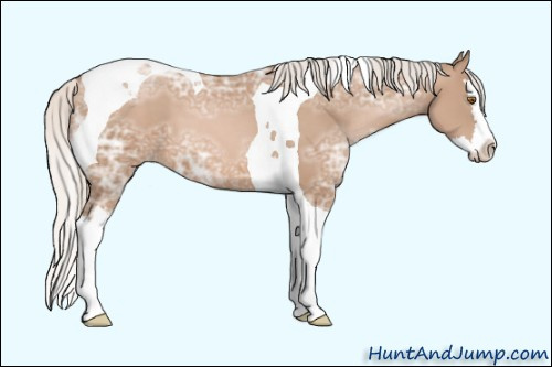 Horse Color: Unknown 