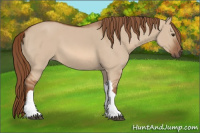 Horse Color:Unknown 