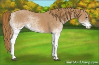 Horse Color:White Spotted Chestnut 