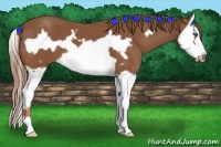 Horse Color:Chestnut Splash Frame