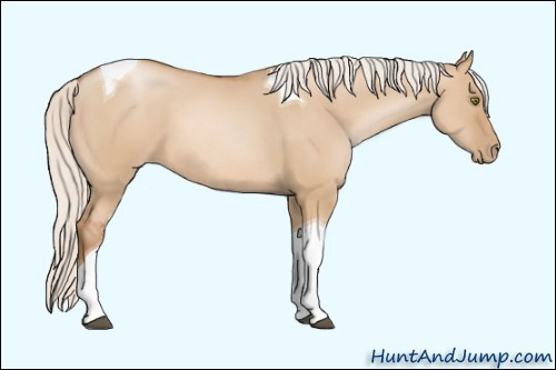 Horse Color: Unknown 