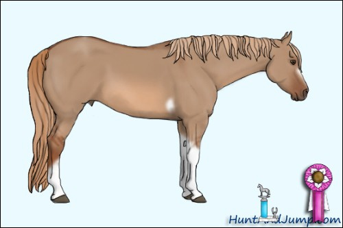 Horse Color: Unknown 