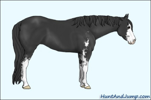 Horse Color: Unknown 