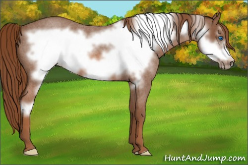 Horse Color: Liver Red Roan Frame 