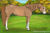 Horse Color:Chestnut Sabino