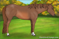 Horse Color:Liver Chestnut 