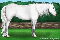 Horse Color:Cremello Dun Splash Varnish 