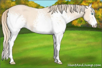 Horse Color:White Spotted Perlino 