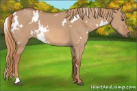 Horse Color:White Spotted Red Dun 